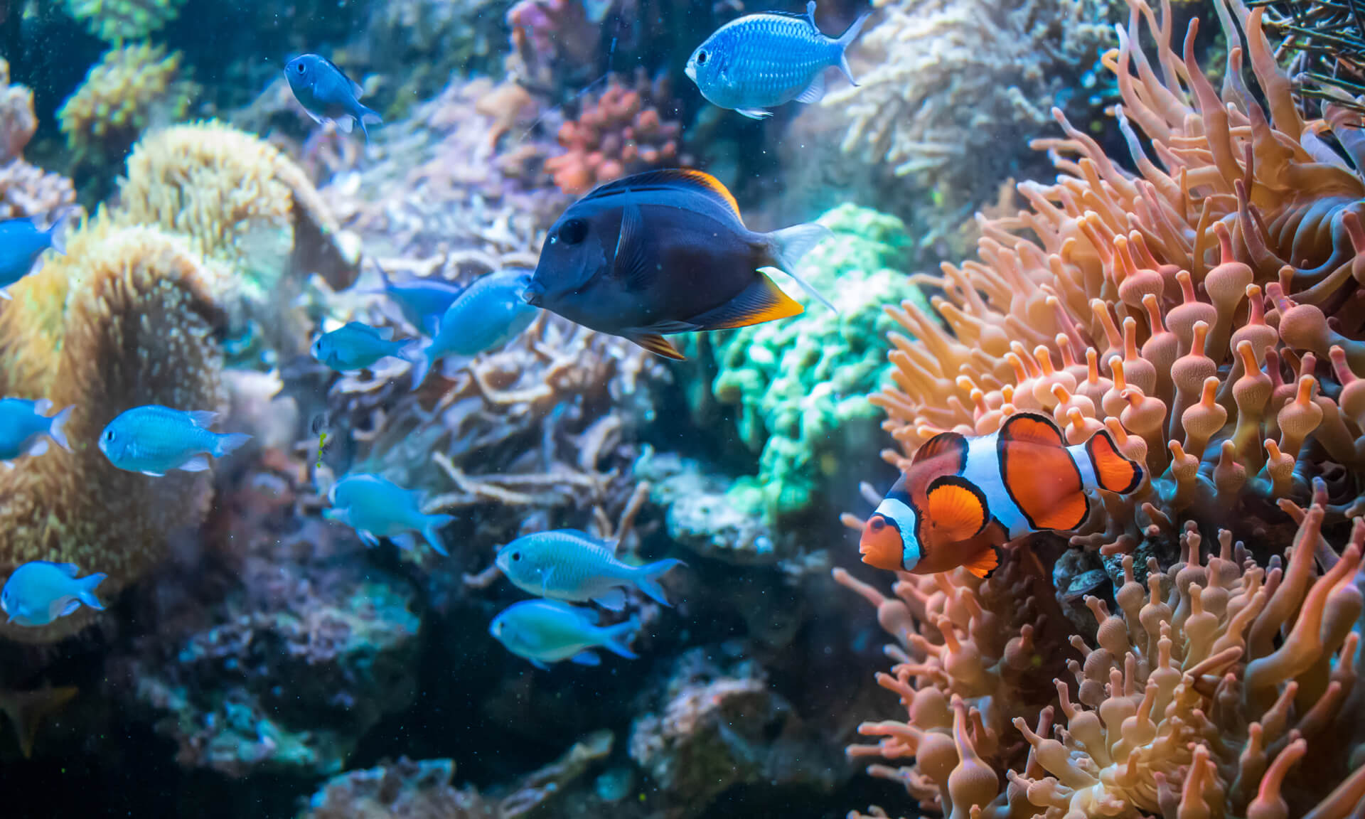 澎湖水族館