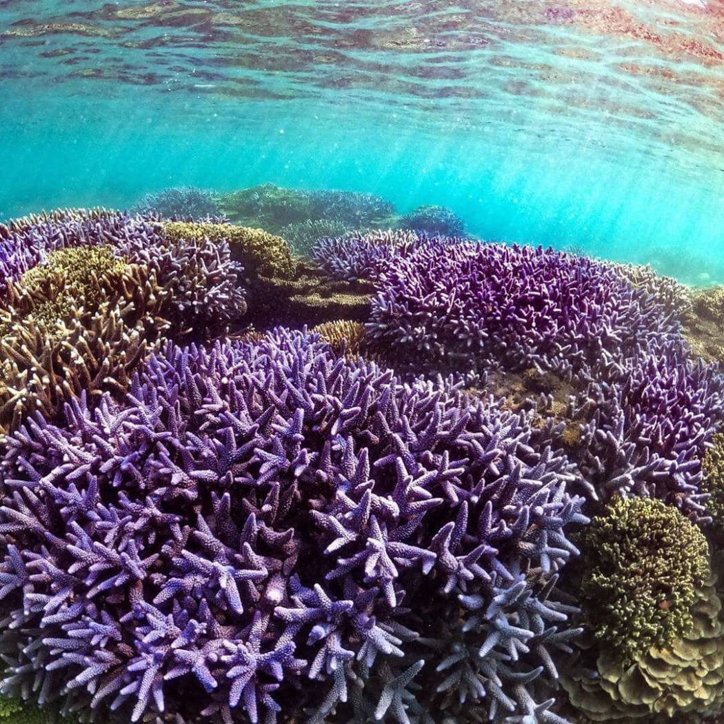 紫色薰衣草珊瑚森林浮潛